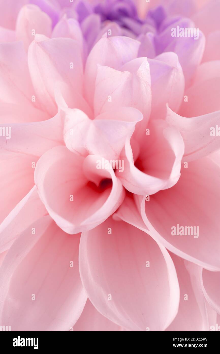 primo piano di dahlia rosa. Foto Stock