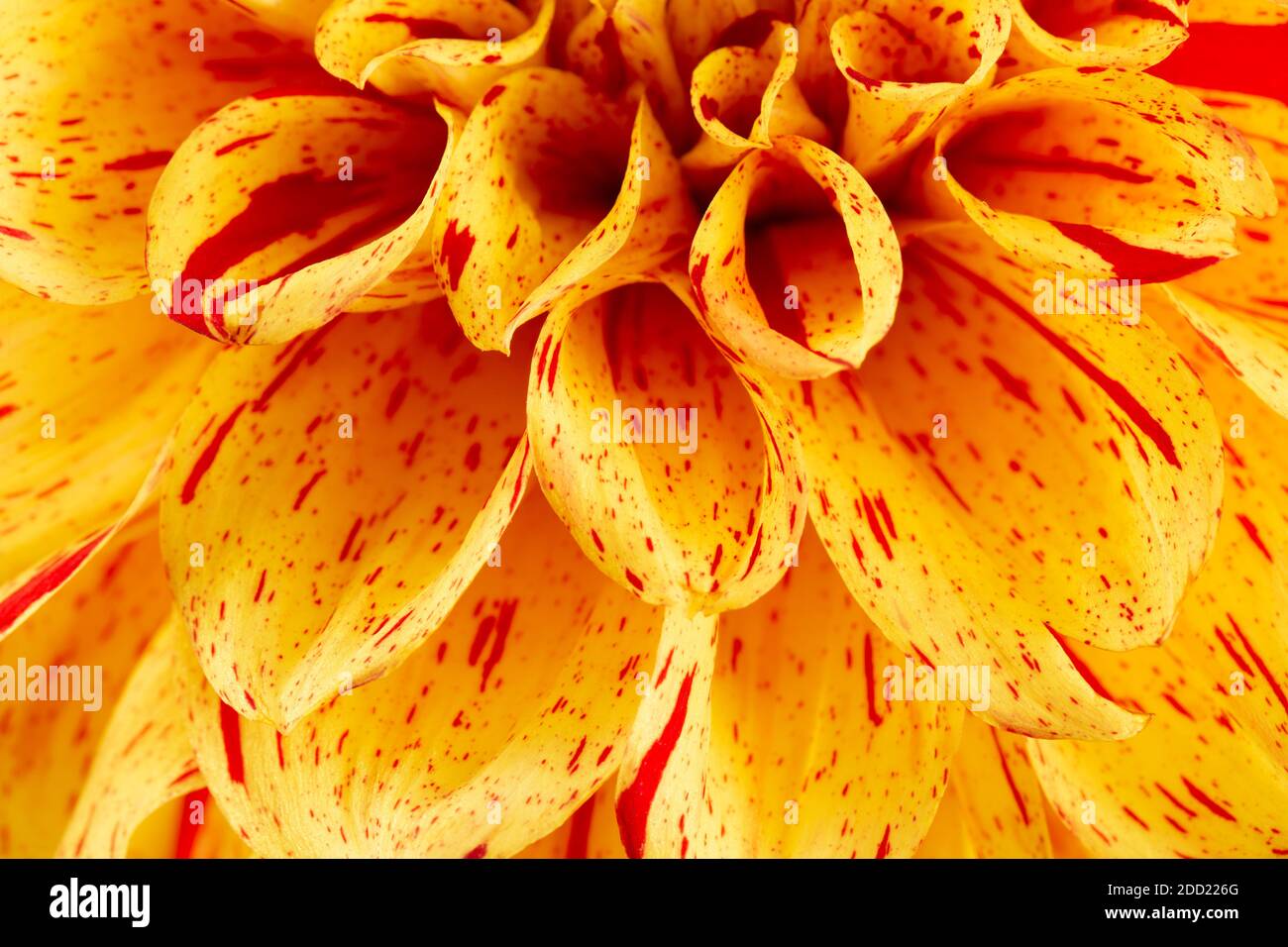 primo piano di arancione dahlia. Foto Stock