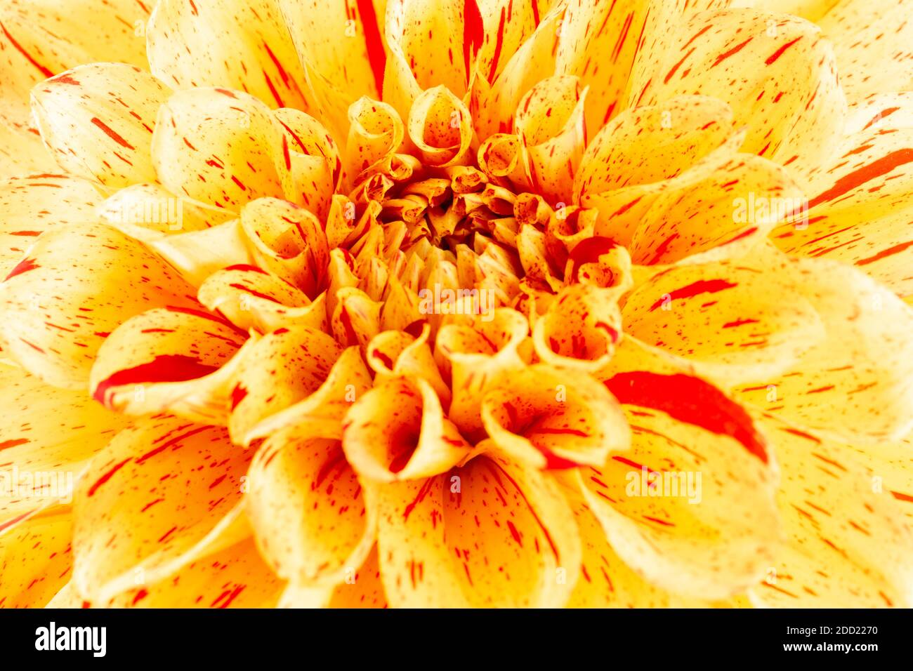 primo piano di arancione dahlia. Foto Stock