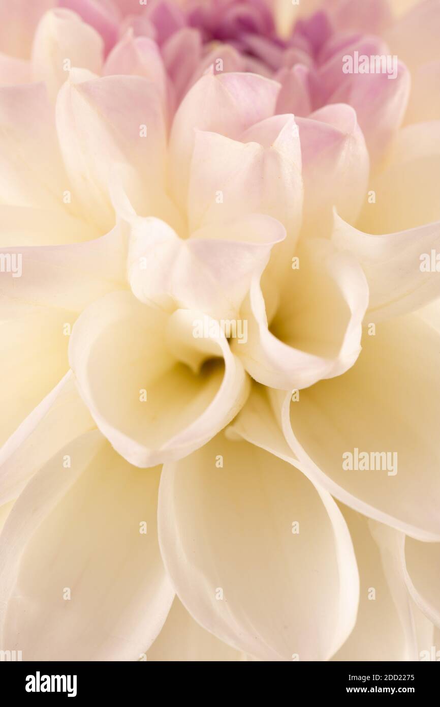 primo piano di dahlia bianca. Foto Stock