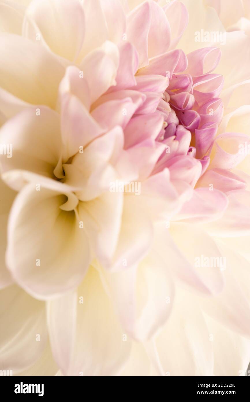 primo piano di dahlia bianca. Foto Stock