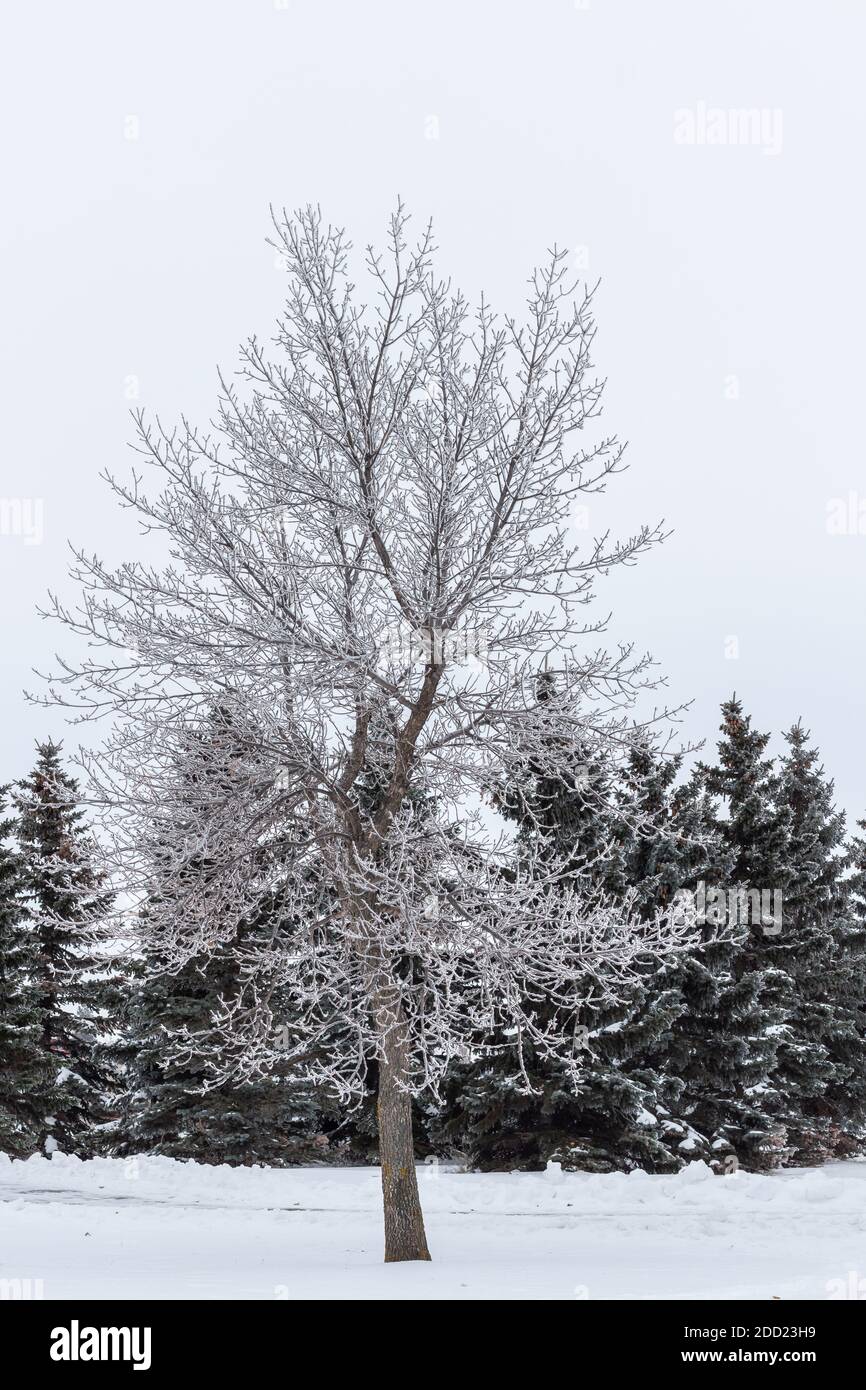 Albero coperto di brina con neve e gelo alberi sempreverdi abete, neve a terra, inverno / autunno immagini di giardini Foto Stock