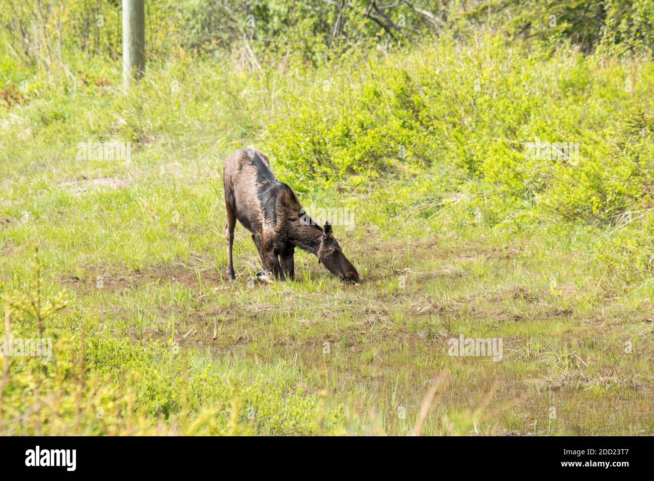 In Ontario, Canada. Una mucca alci, Alces alces va giù sulle sue ginocchia per mangiare la vegetazione. Foto Stock