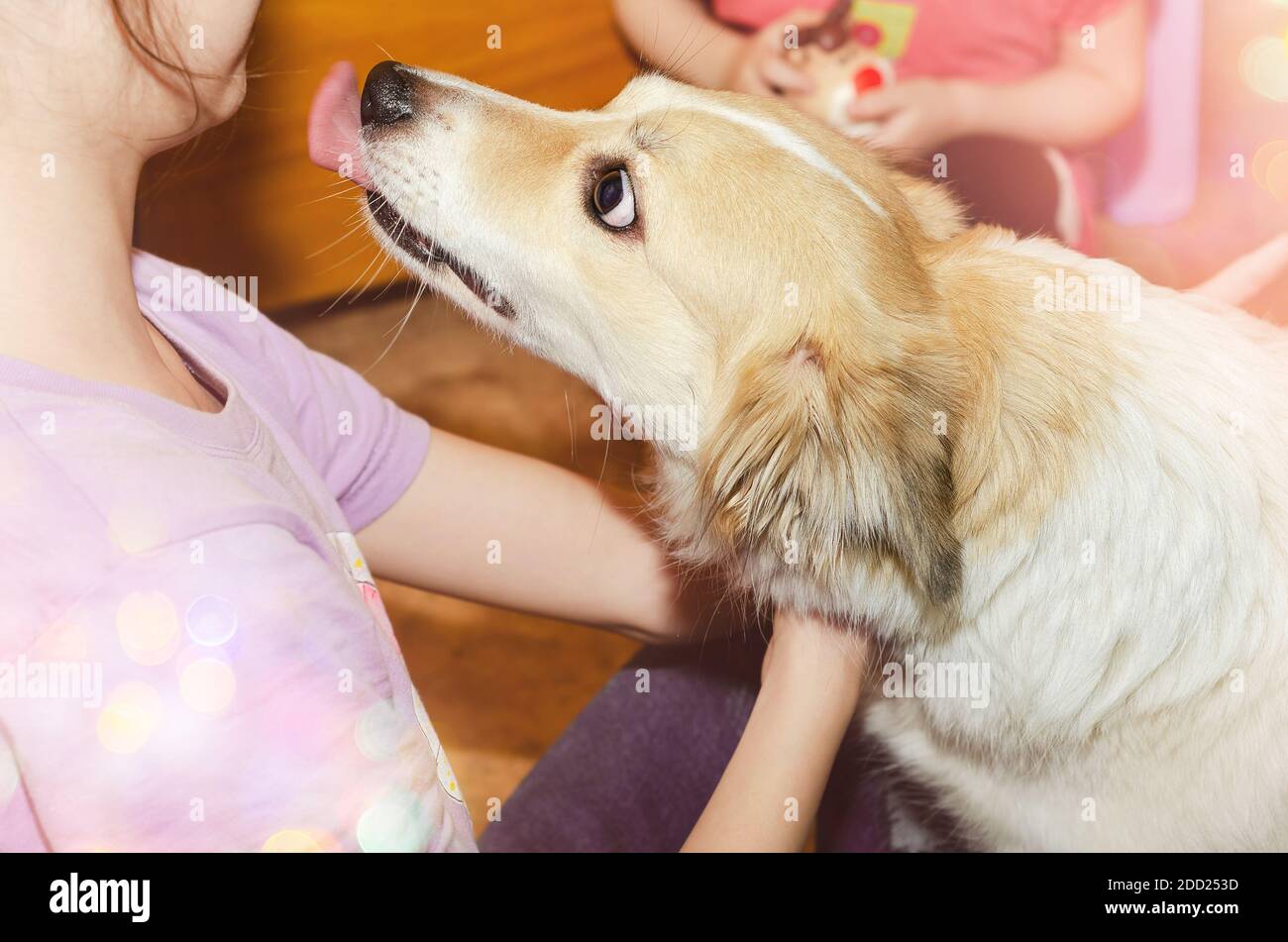 Le mani dei bambini strattano un cane felice e affettuoso Foto Stock