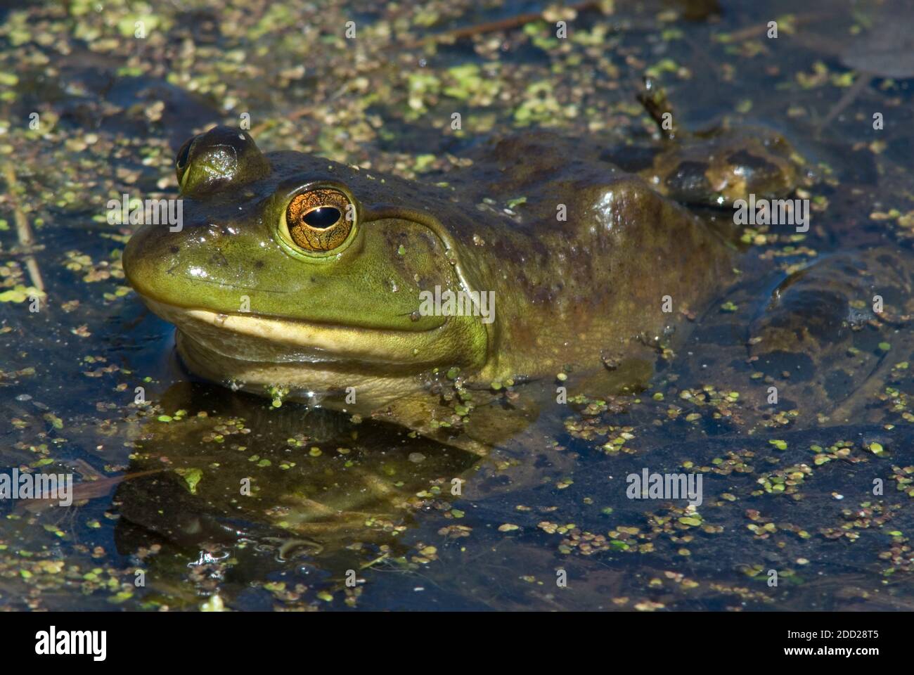Bullfrog (Lithobates catesbeianus) seduta su giglio, laghetto d'acqua dolce, e USA, di Skip Moody/Dembinsky Photo Assoc Foto Stock
