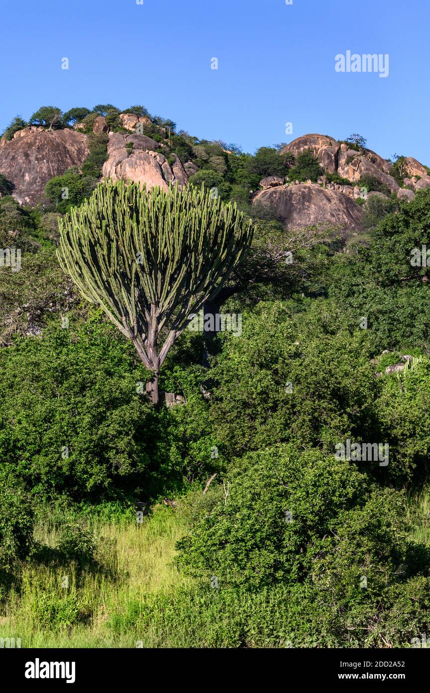 Candelabra Tree nel paesaggio collinare, Ruaha National Park, Tanzania Foto Stock