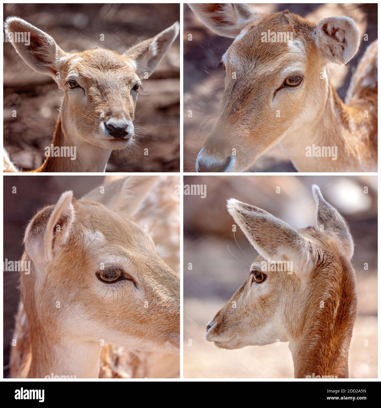 Collage di primi piani del volto di un giovane capriolo femmina (doe) Foto Stock