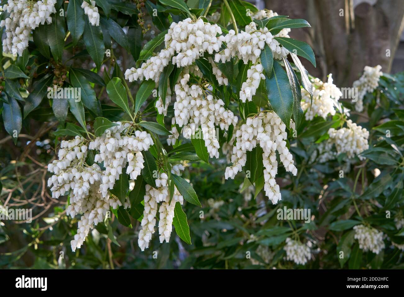 Primo piano di Pieris japonica o andromeda giapponese arbusto fiorito in primavera, Vancouver, British Columbia, Canada Foto Stock