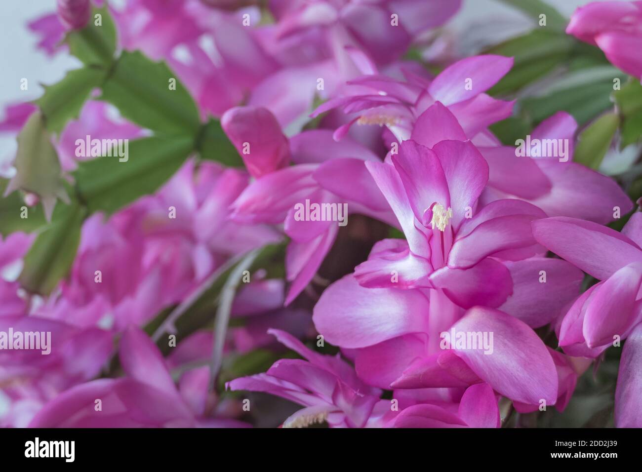 Primo piano vista del fiore Zygocactus Aplica o cactus di natale pianta Foto Stock