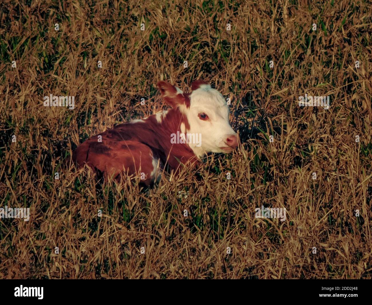 Grande immagine di un bel rosso e bianco macchiato carino vitello di vacca bambino sdraiato su erba Foto Stock