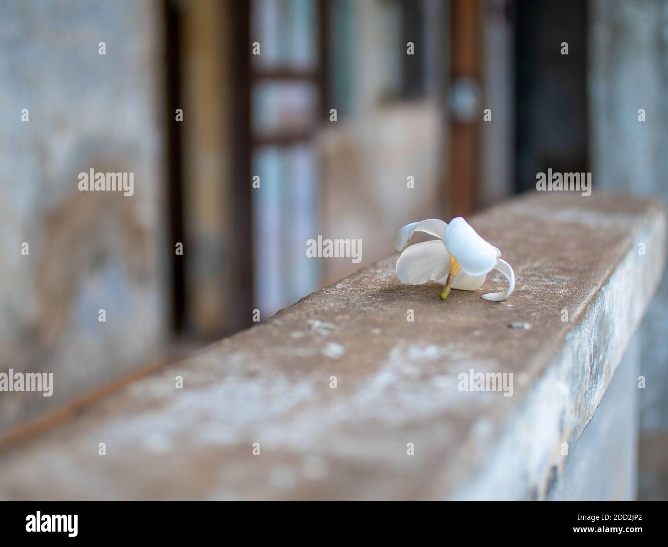 Un fiore è lasciato su un muro in memoria di Vittime di genocidi al Museo del genocidio Tuol Sleng in Cambogia Foto Stock