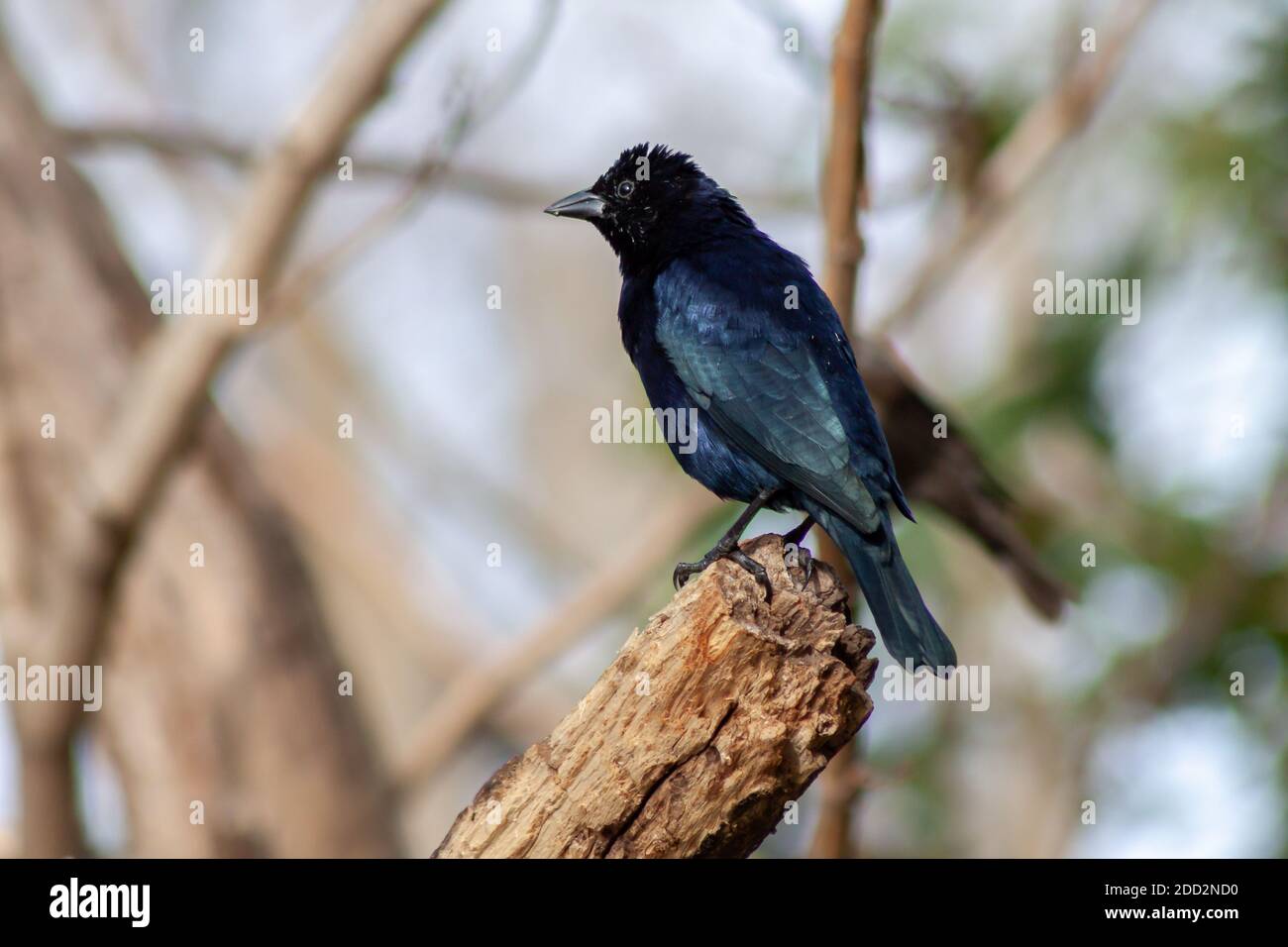 Uccello da cowbird maschio lucido, Molothus bonaerensis, su un ramo. Uccello tipico degli ambienti urbani e peri-urbani dell'Argentina. Foto Stock