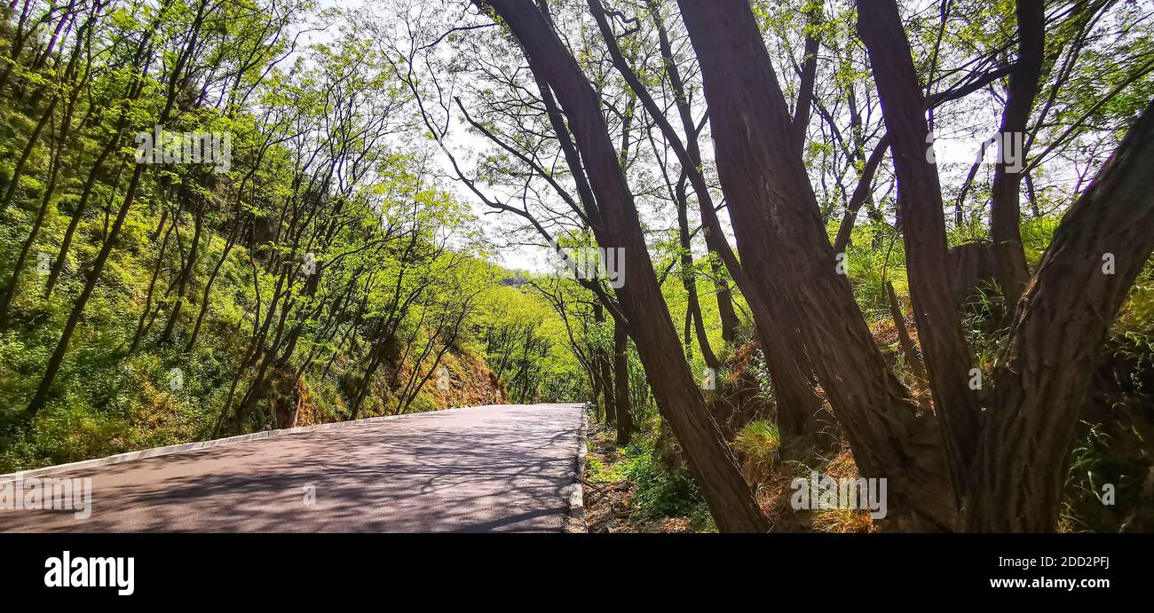 Strada alberata nelle montagne occidentali Foto Stock