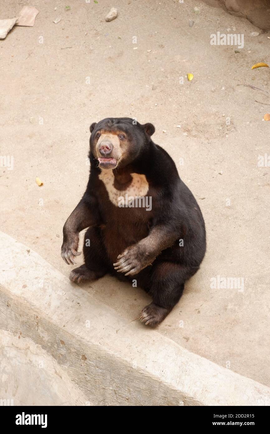 L'orso di miele (Helarctos malayanus) appartiene alla famiglia Ursidae. La pelliccia dell'orso del sole tende ad essere corta, lucida e generalmente nera, gli occhi sono marroni o blu, bes Foto Stock