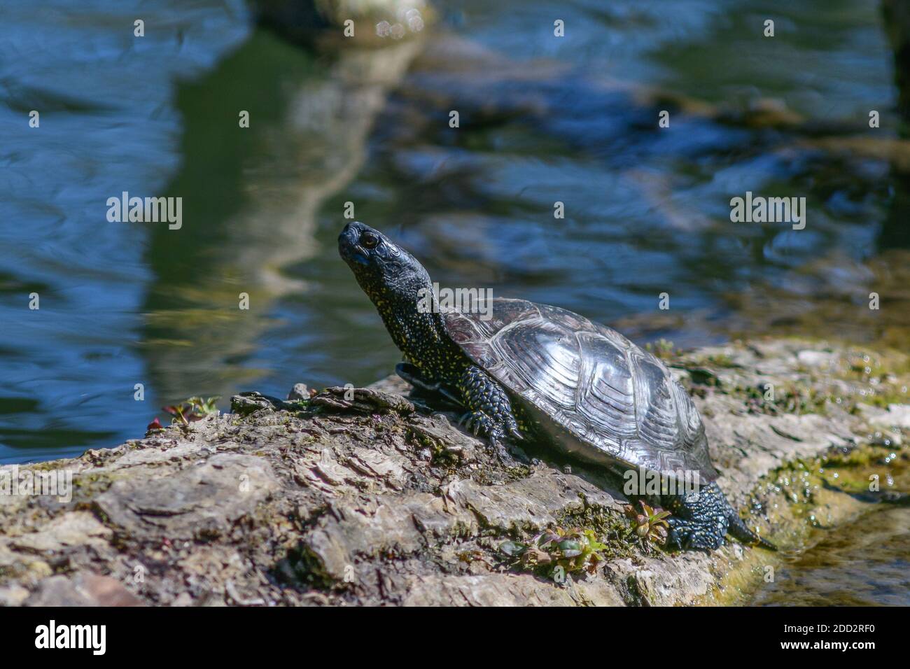 terrapin stagno europeo, emys orbicularis, tartaruga d'acqua Foto Stock