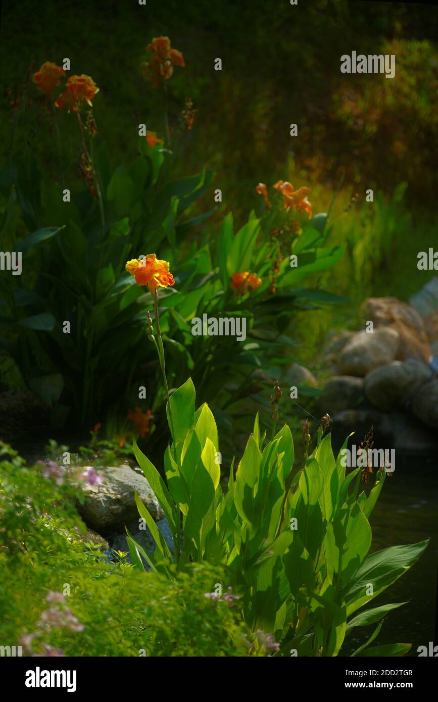 Canna accanto ai torrenti Foto Stock