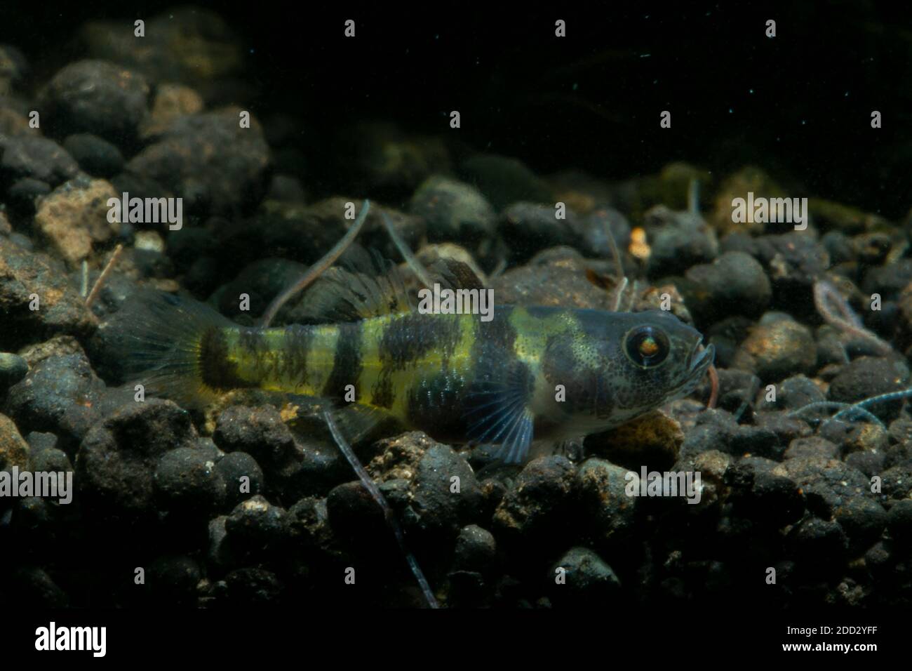 Bumblebee Goby, Brachygobius xanthomelas, Brachygobius sp. Ocelot, Foto Stock