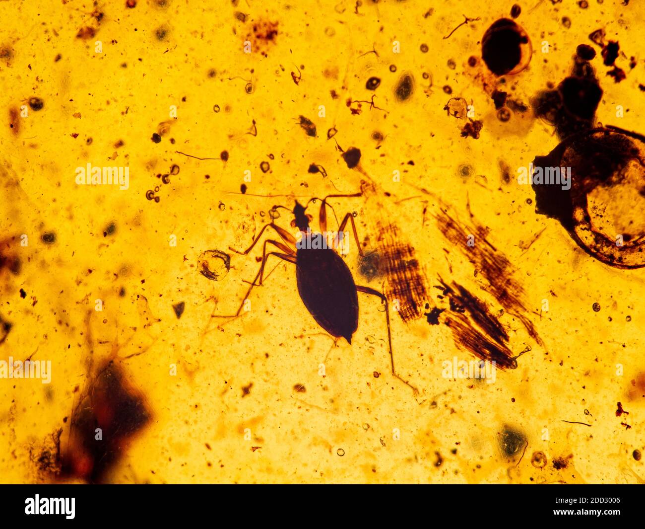 Un vero bug (Heteroptera) conservato all'interno di un pezzo di antico ambra birmano, noto anche come Burmite, è resina di alberi fossilizzati circa 99 milioni di y Foto Stock