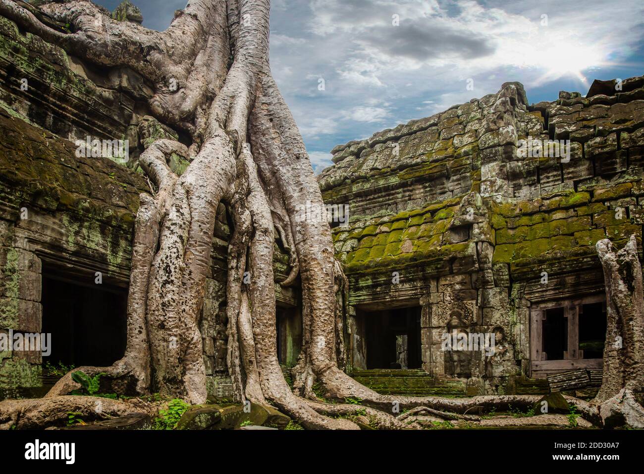 TA Prohm è il nome attuale del tempio di Angkor , provincia di Siem Reap , Cambogia , costruito in stile Bayon alla fine del 12 ° secolo. Foto Stock