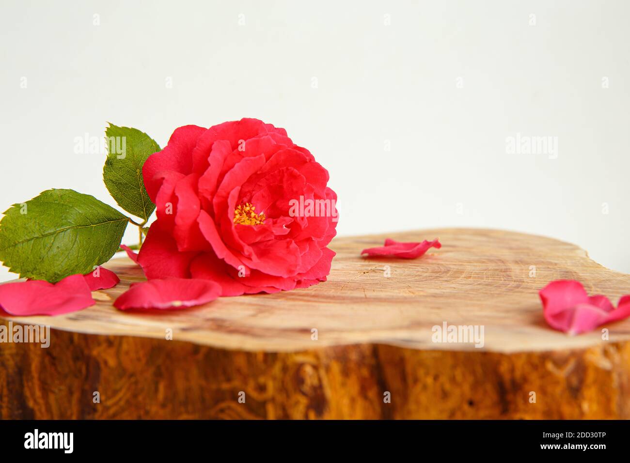 Rose e petali sparsi su un supporto fatto di taglio di legno. Vuoto per i biglietti di auguri e i messaggi di saluto. Foto Stock