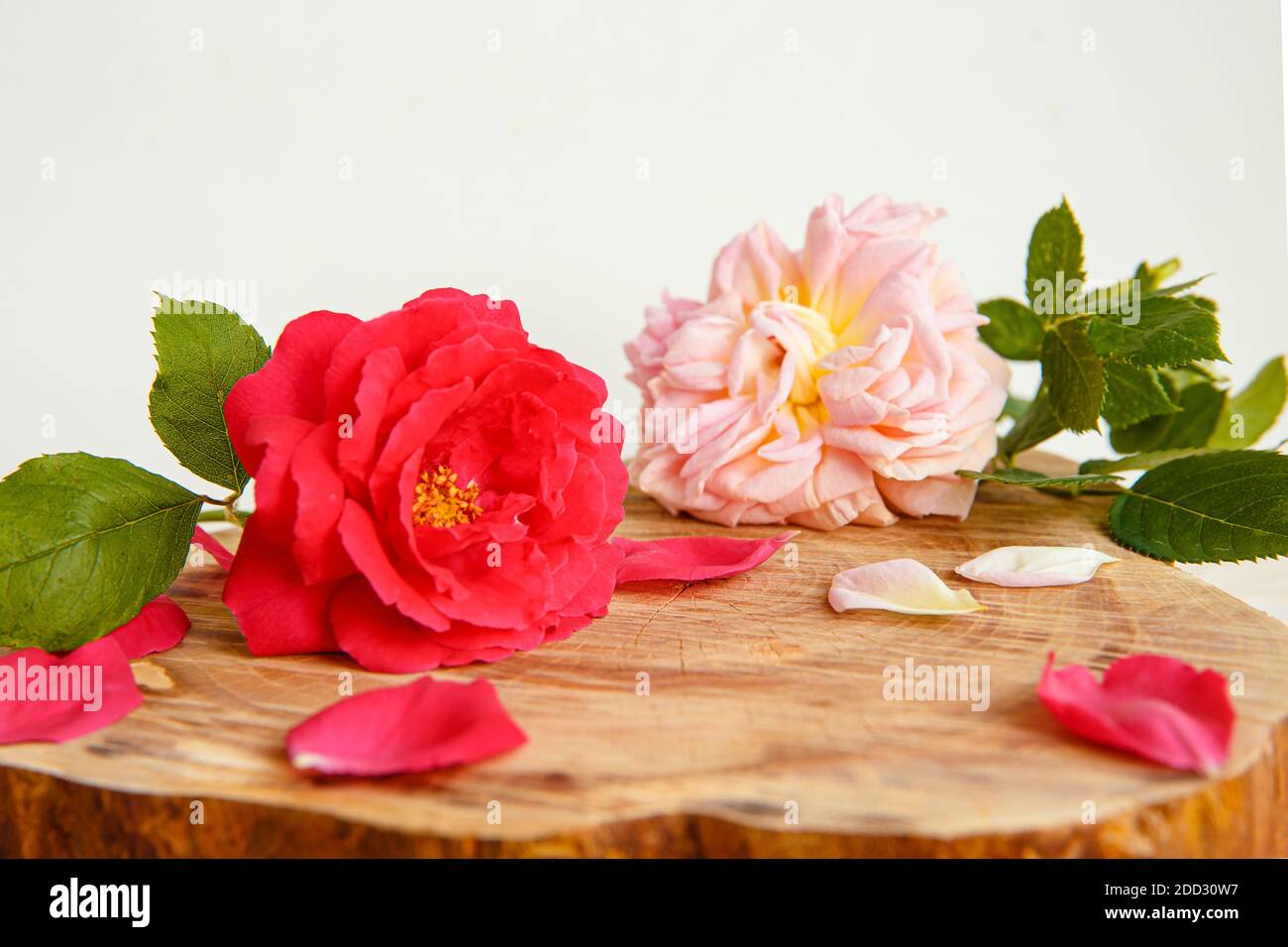 Rose e petali sparsi su un supporto fatto di taglio di legno. Vuoto per i biglietti di auguri e i messaggi di saluto. Foto Stock