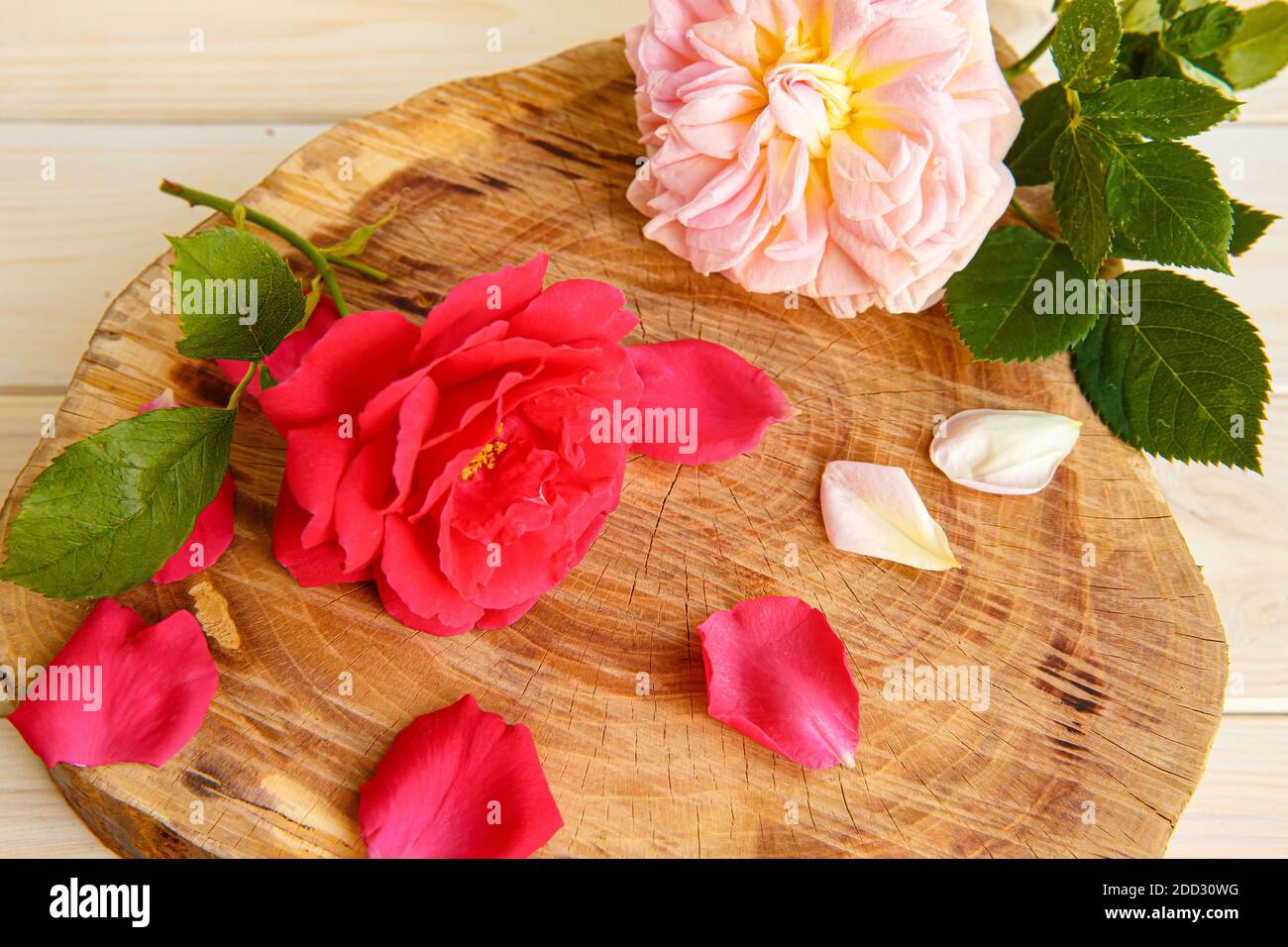 Rose e petali sparsi su un supporto fatto di taglio di legno. Vuoto per i biglietti di auguri e i messaggi di saluto. Foto Stock