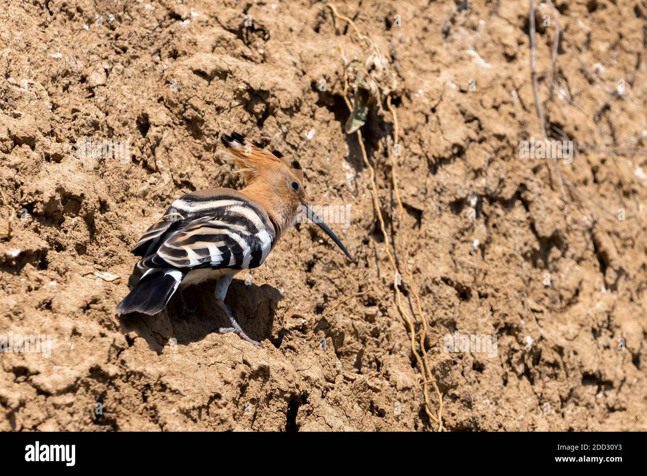 Eurasian Upupa o comune o Upupa Upupa epops il bellissimo uccello marrone con capelli pungenti, bella crested bird. Foto Stock