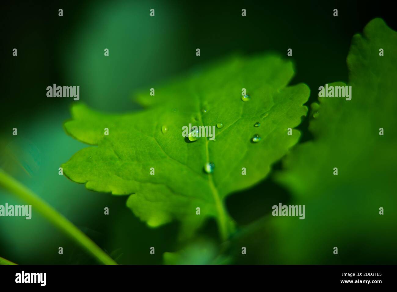 Foglia verde con gocce d'acqua. Scatto macro. Foto Stock