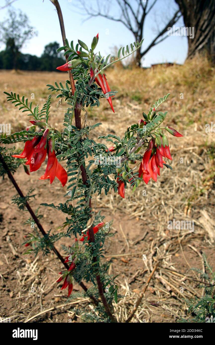 La tromba rossa Honeysuckle – Lonicera sempervirens con un marrone sfondo e foglie verdi Foto Stock