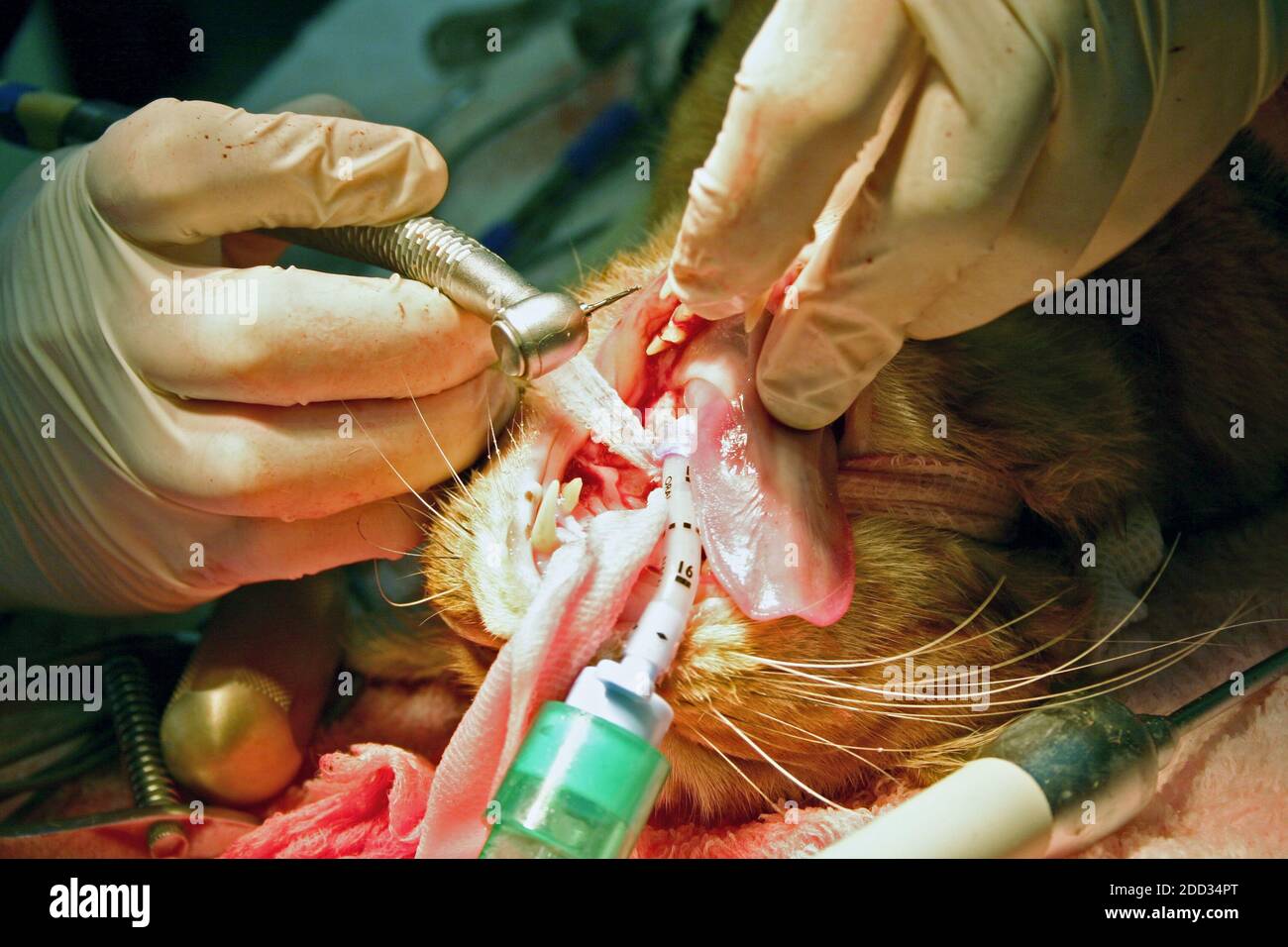 Un veterinario esperto che esegue la chirurgia dentale su una casa domestica cat Foto Stock