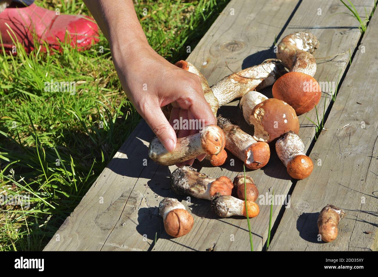 Fungo commestibile con un cappuccio arancione, raccolto nella foresta. Leccinum aurantiacum raccolta di funghi nella foresta. Foto Stock