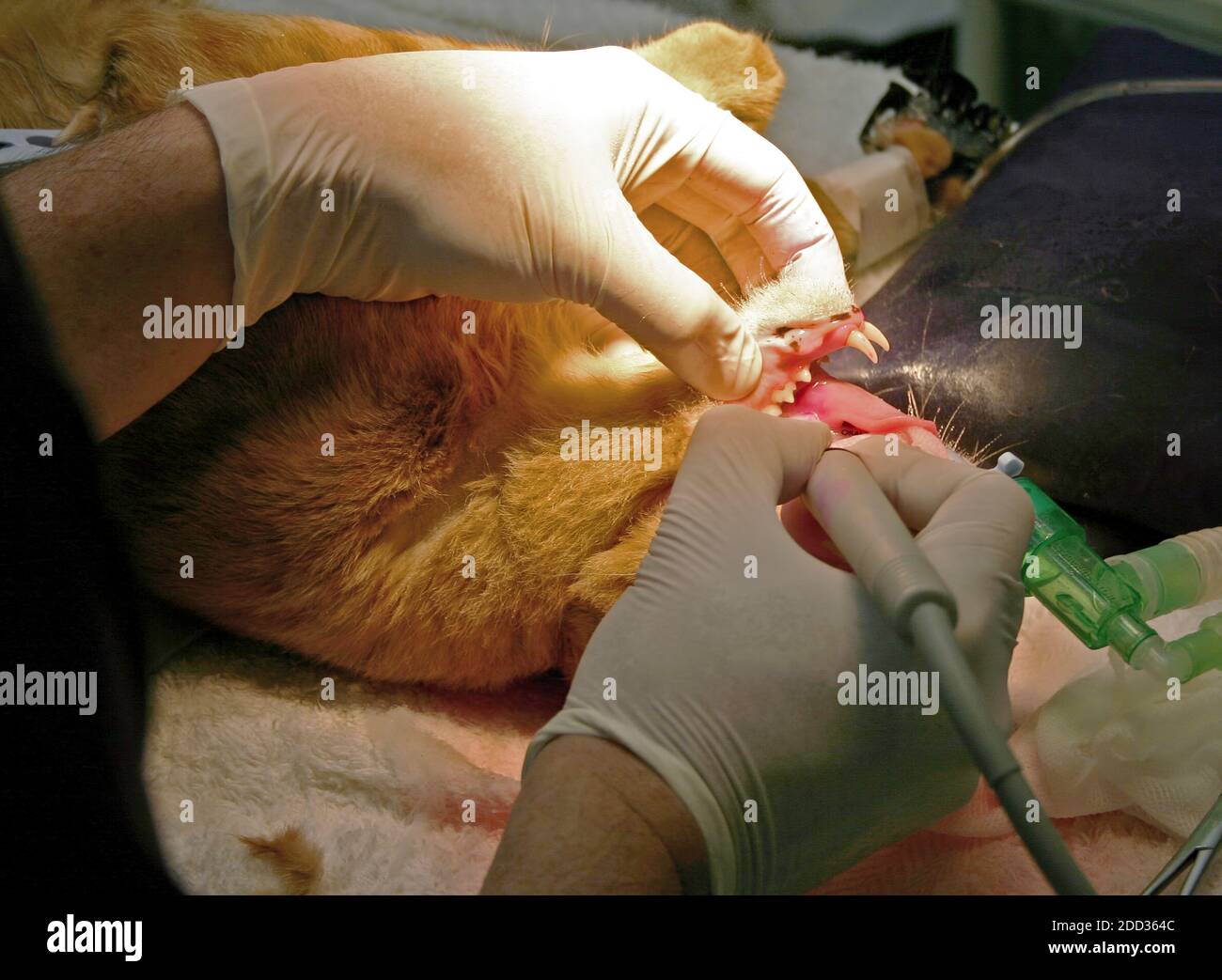 Un veterinario esperto che esegue la chirurgia dentale su una casa domestica cat Foto Stock
