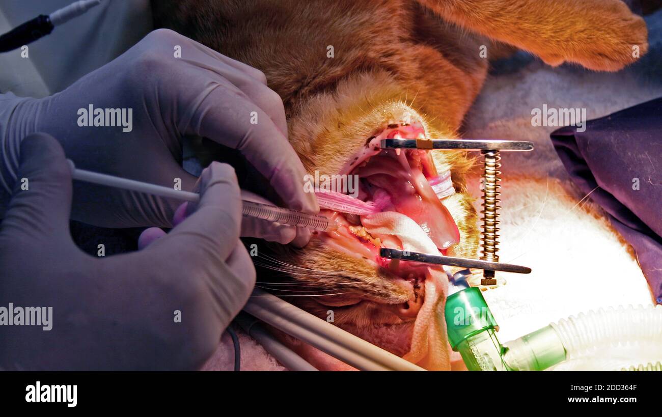 Un veterinario esperto che esegue la chirurgia dentale su una casa domestica cat Foto Stock