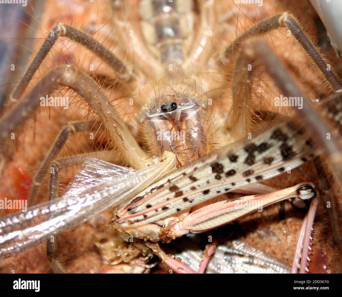Un grande cammello Spider, conosciuto anche come uno Scorpione del vento, mangia un più grande gracshopper Foto Stock