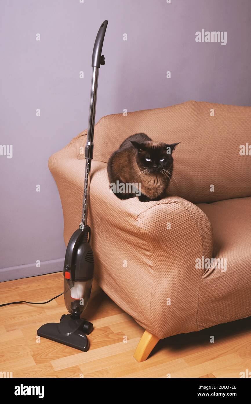 aspirapolvere senza sacco verticale in piedi accanto al gatto sul divano in soggiorno domestico Foto Stock