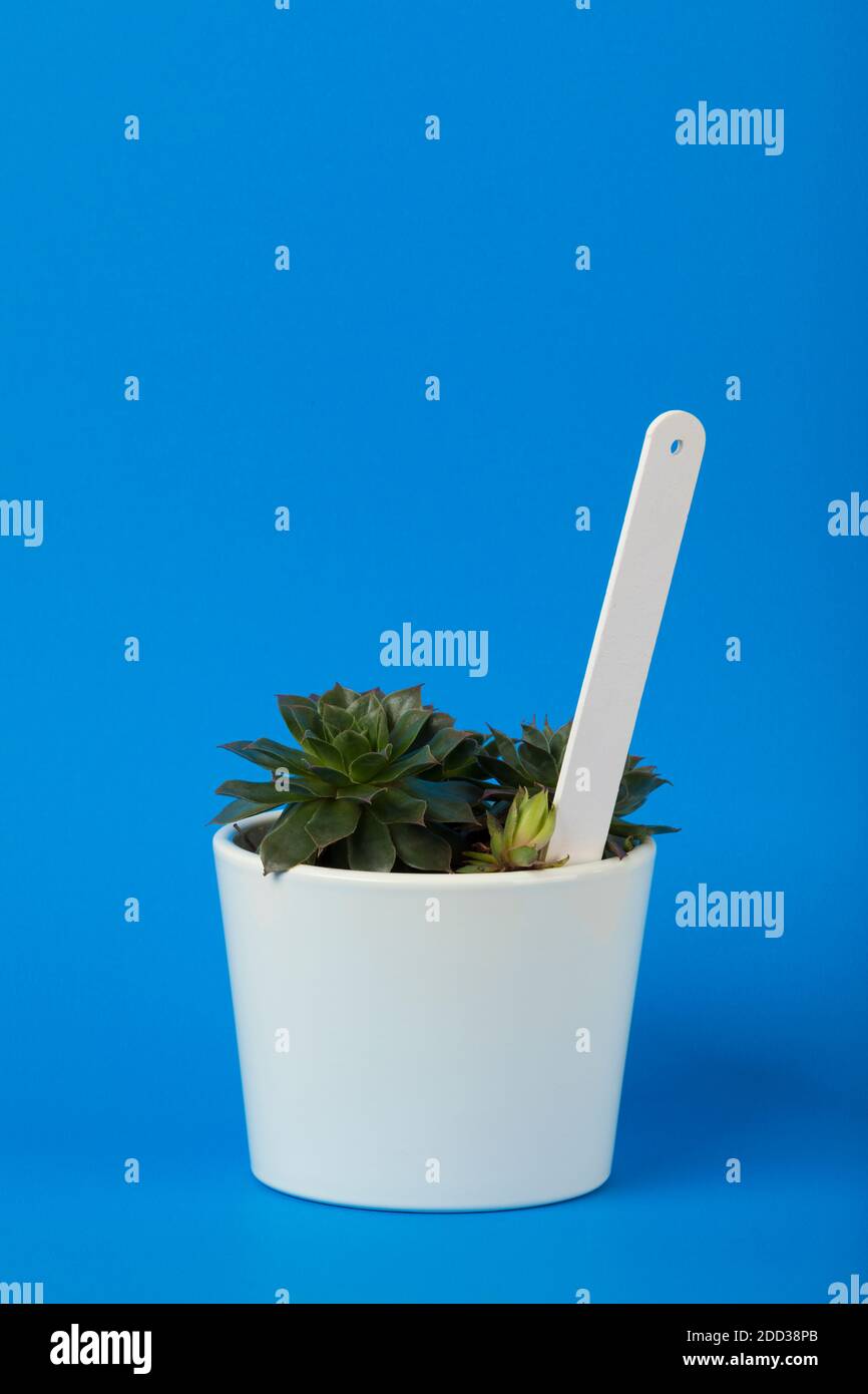 Piccola pianta succulenta di sempervivum in vaso bianco con bianco di fiori etichetta di pianta bianca su sfondo blu Foto Stock