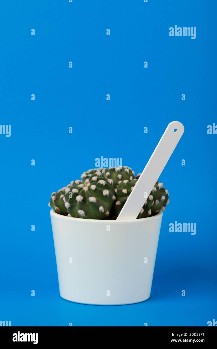 Piccola echinopsis subdenudata cactus in vaso di fiori bianchi con bianco etichetta di pianta bianca su sfondo blu Foto Stock