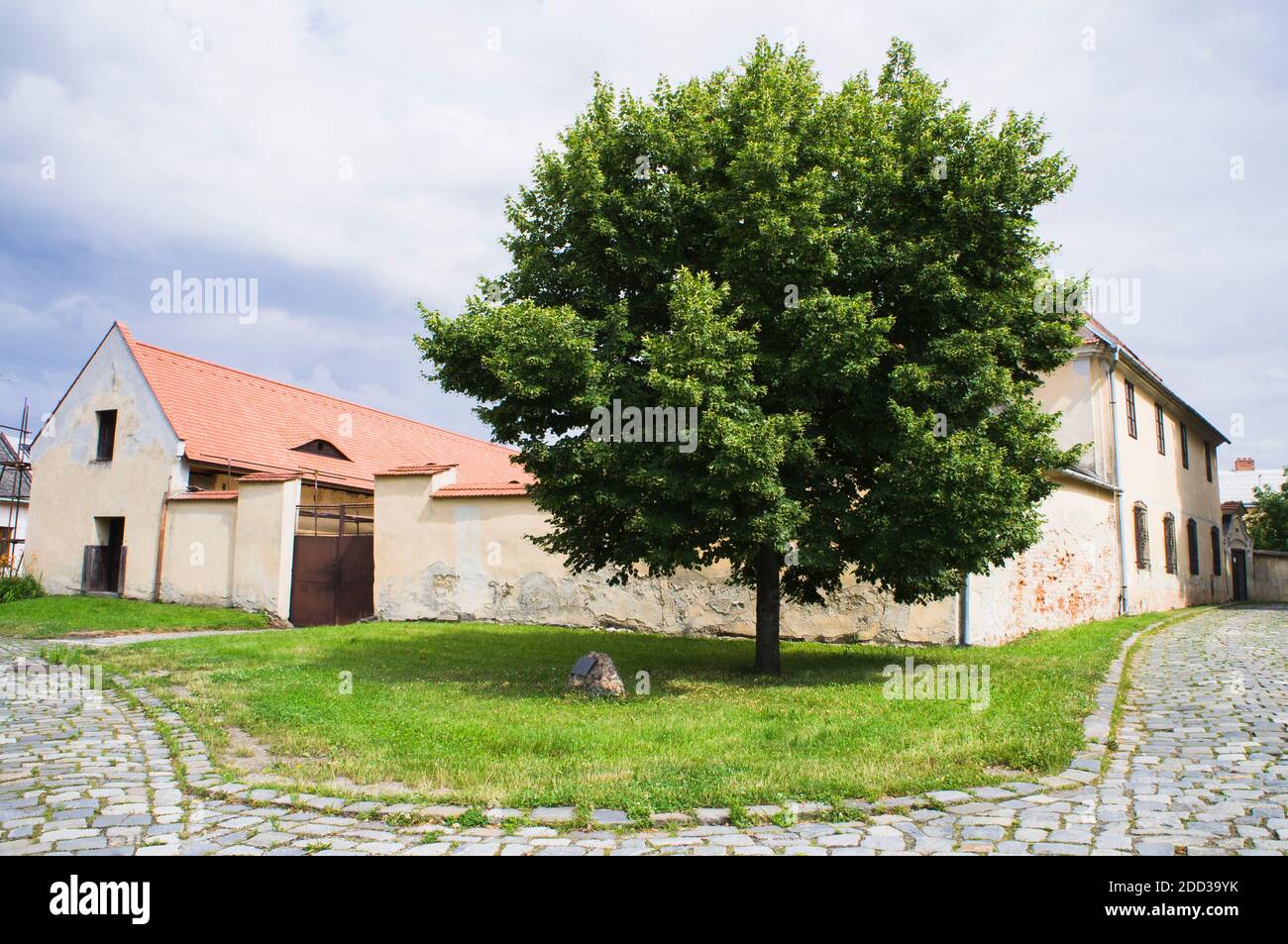 Il Lime piccolo-lievitato, Tilia cordata, albero del millennio, è stato piantato il 30 settembre 2000, vicino alla chiesa di San Venceslao in Hulin, regione di Zlin, Foto Stock