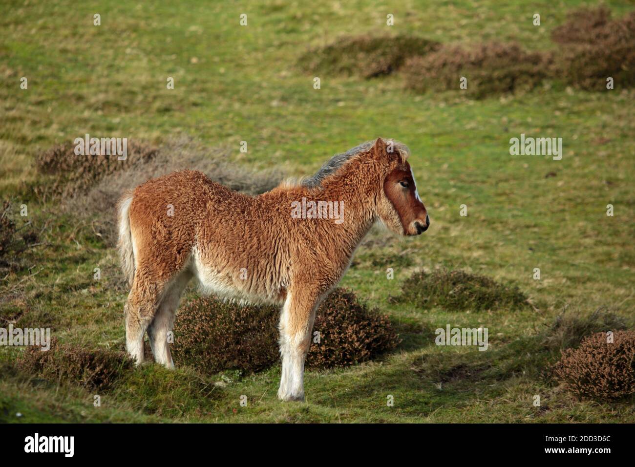 Wild Pony Foal sul Long Mynd vicino a Church Stretton, Shropshire, Inghilterra, Regno Unito. Foto Stock
