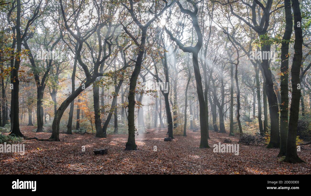 Bella retroilluminazione nel bosco locale a Wickersley. Foto Stock