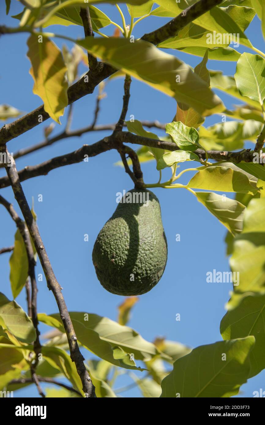 Singolo Sharwil (varietà australiana) avocado che cresce su un albero (persea americana) in un frutteto nel Queensland Australia. Pronto per la raccolta. Foto Stock