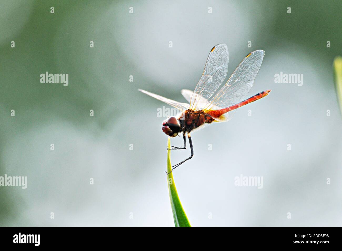 Dragonfly sulla punta di foglia verde Foto Stock