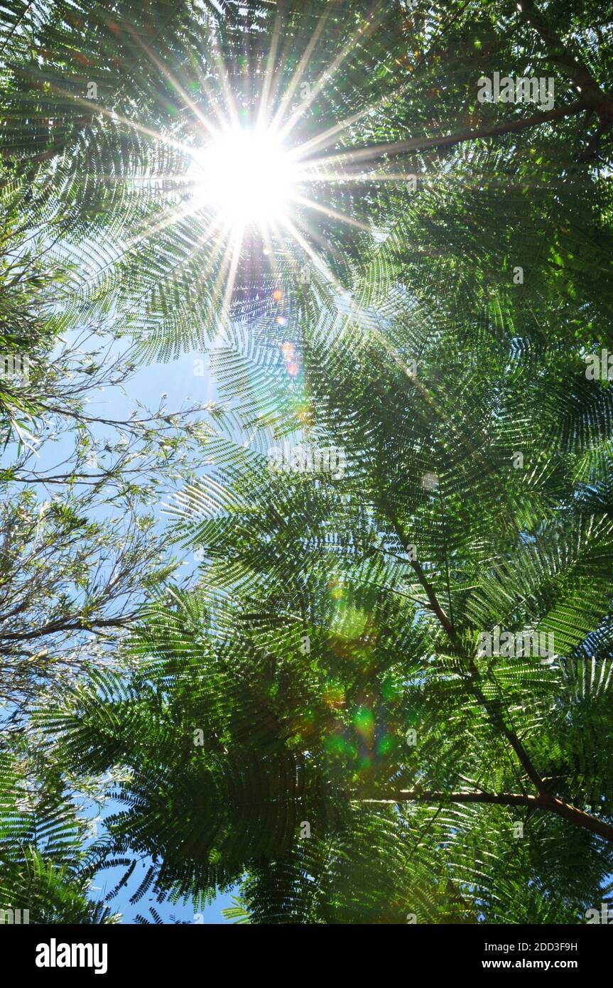 Sole che splende attraverso foglie verdi Foto Stock