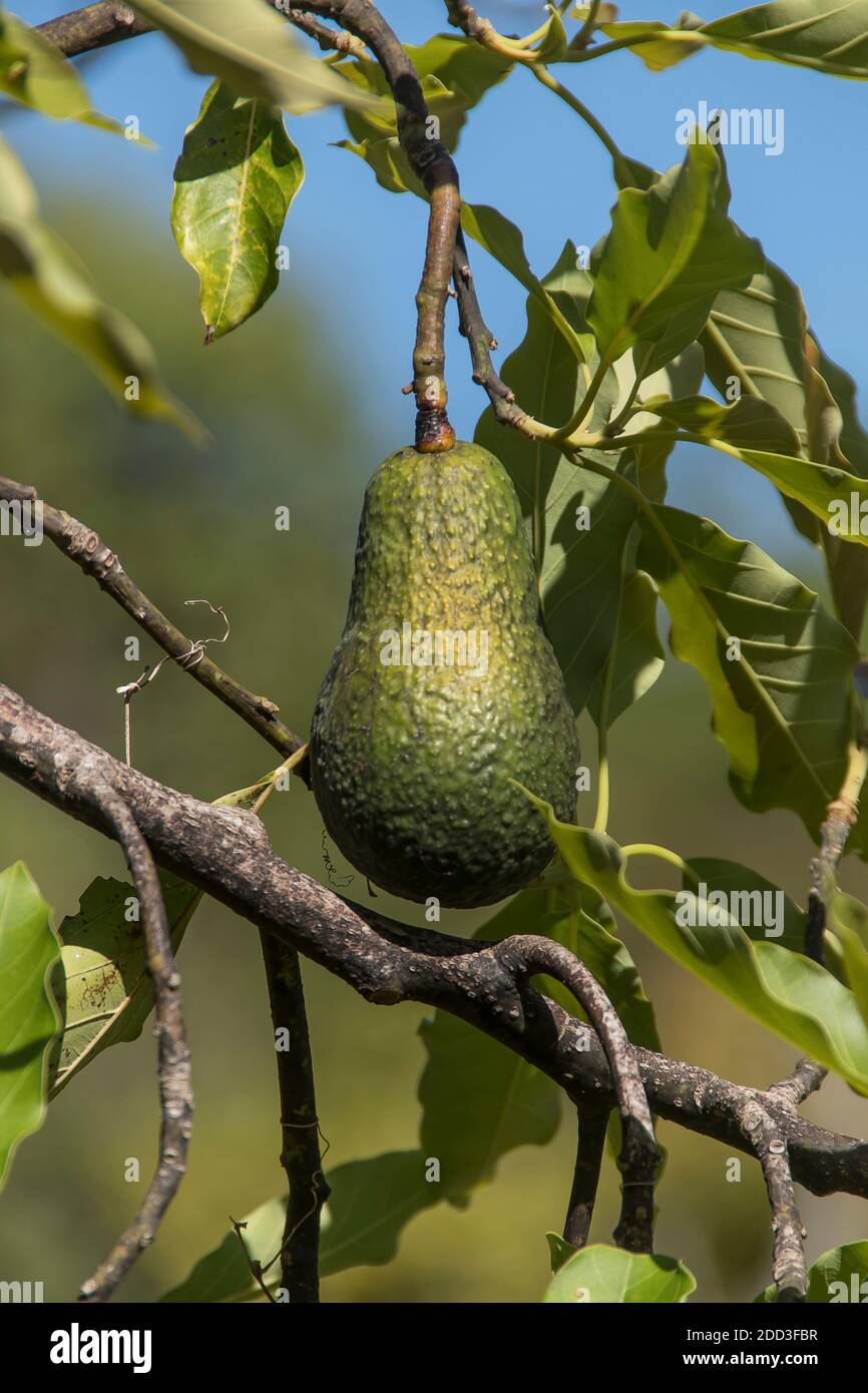 Singolo Sharwil (varietà australiana) avocado che cresce su un albero (persea americana) in un frutteto nel Queensland Australia. Pronto per la raccolta. Foto Stock
