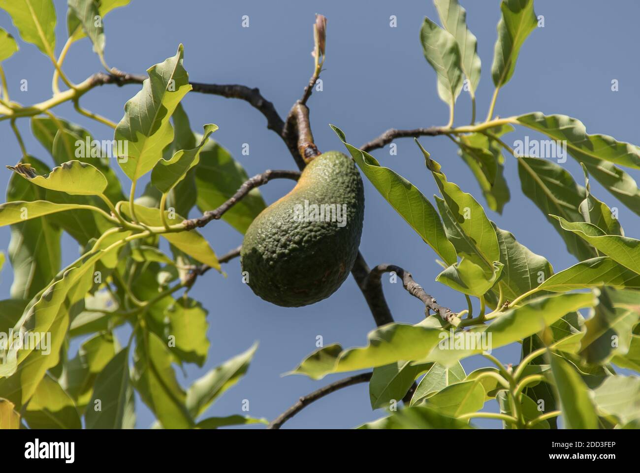 Un singolo avocado di Sharwil (varietà australiana) che cresce su un albero in un frutteto in Queensland, Australia. Pronto per la raccolta. Foto Stock
