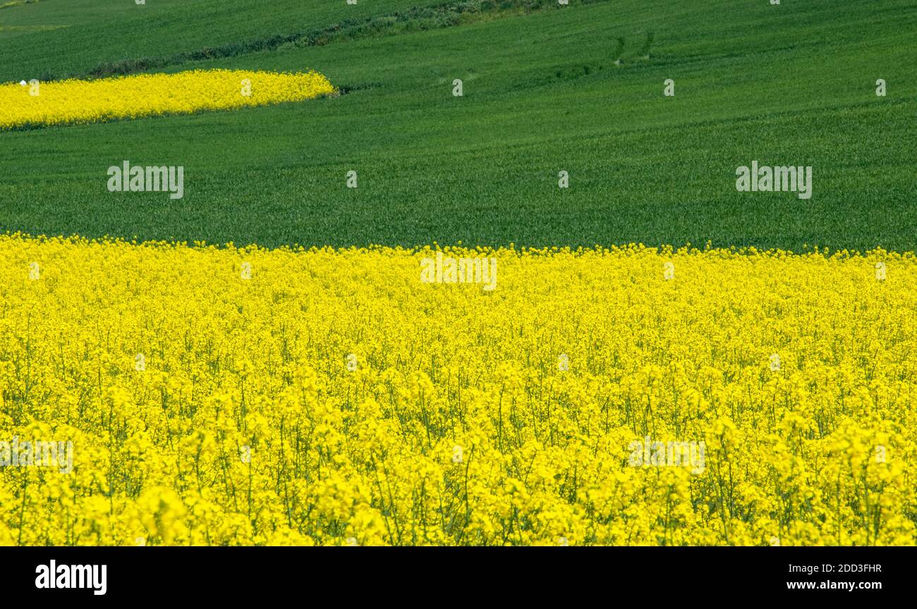Campo di canola in fiore. Lo stupro sul campo in estate. Olio di colza giallo brillante. Ravizzone fiorito con cielo blu e nuvole. Agricoltura Foto Stock