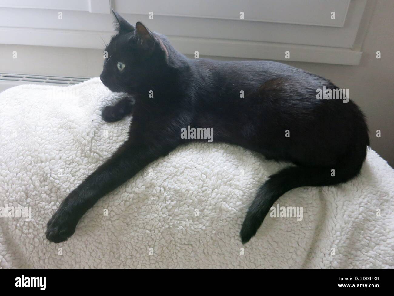 gatto nero su un divano Foto Stock