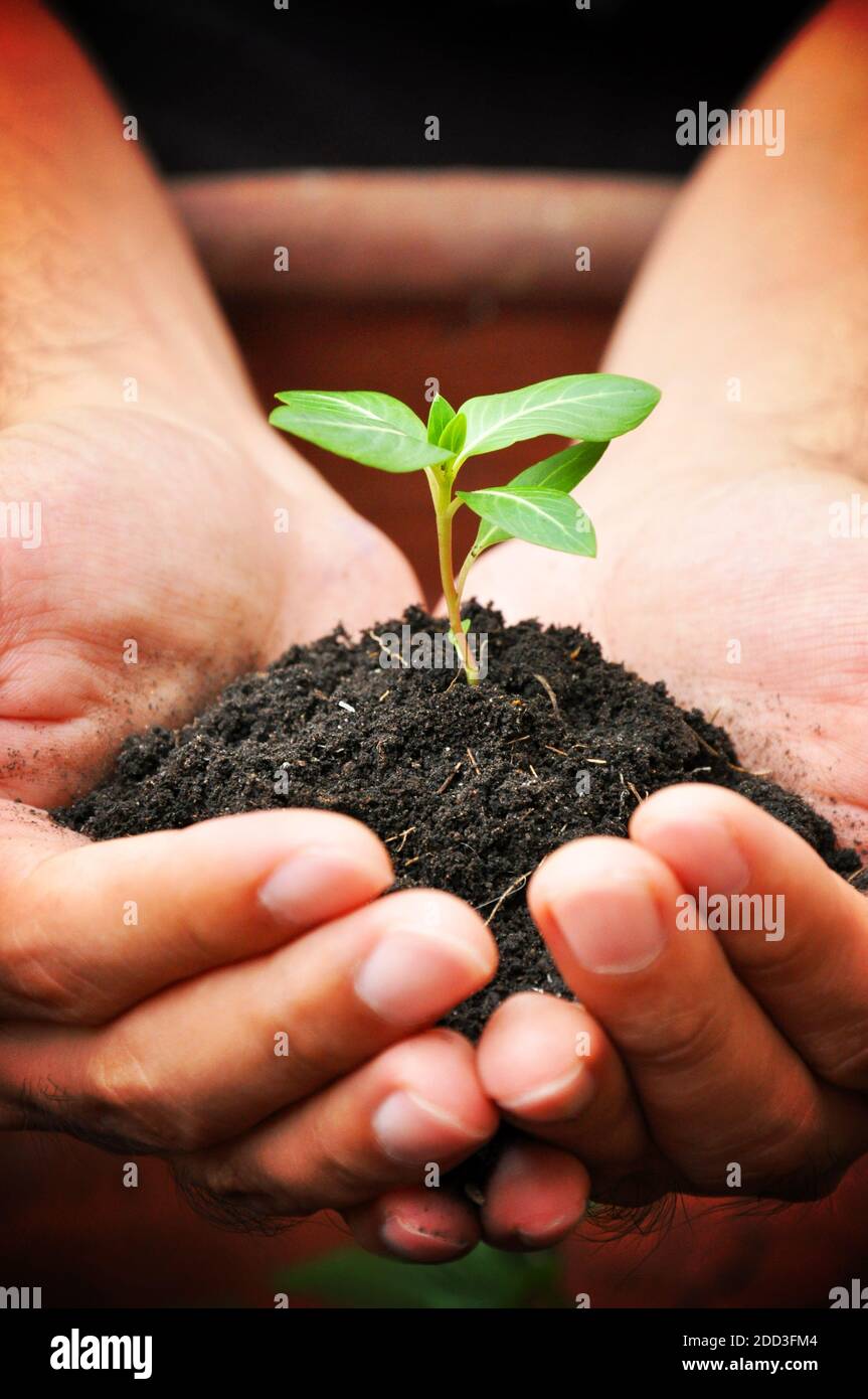 Mani che tengono germoglio verde con suolo Foto Stock