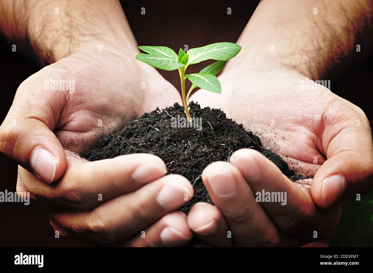 Mani che tengono germoglio verde con suolo Foto Stock