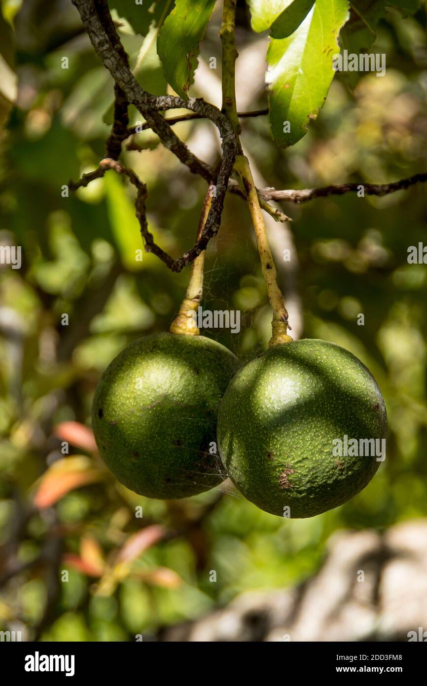Due avocadi sferici di Reed che crescono su un albero (persea americana) in un frutteto in Queensland, Australia. Frutta grande, rotonda, pesante. Foto Stock